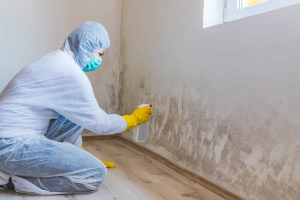 Mold inspector in Freeport performing thermal imaging